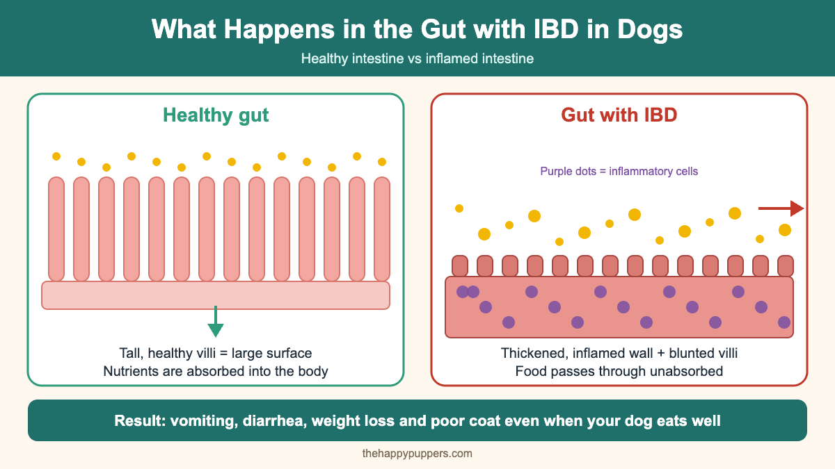 Step-by-step diagram of gut inflammation process in IBD in dogs – normal healthy intestine vs inflamed thickened gut wall with damaged villi and poor nutrient absorption
