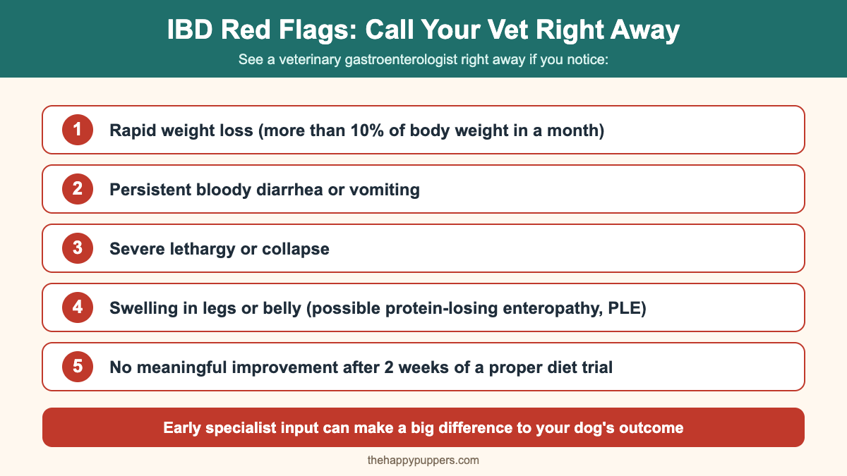 Red flag symptoms for IBD in dogs infographic – urgent warning signs including rapid weight loss, bloody diarrhea, and lethargy that require immediate veterinary gastroenterologist care